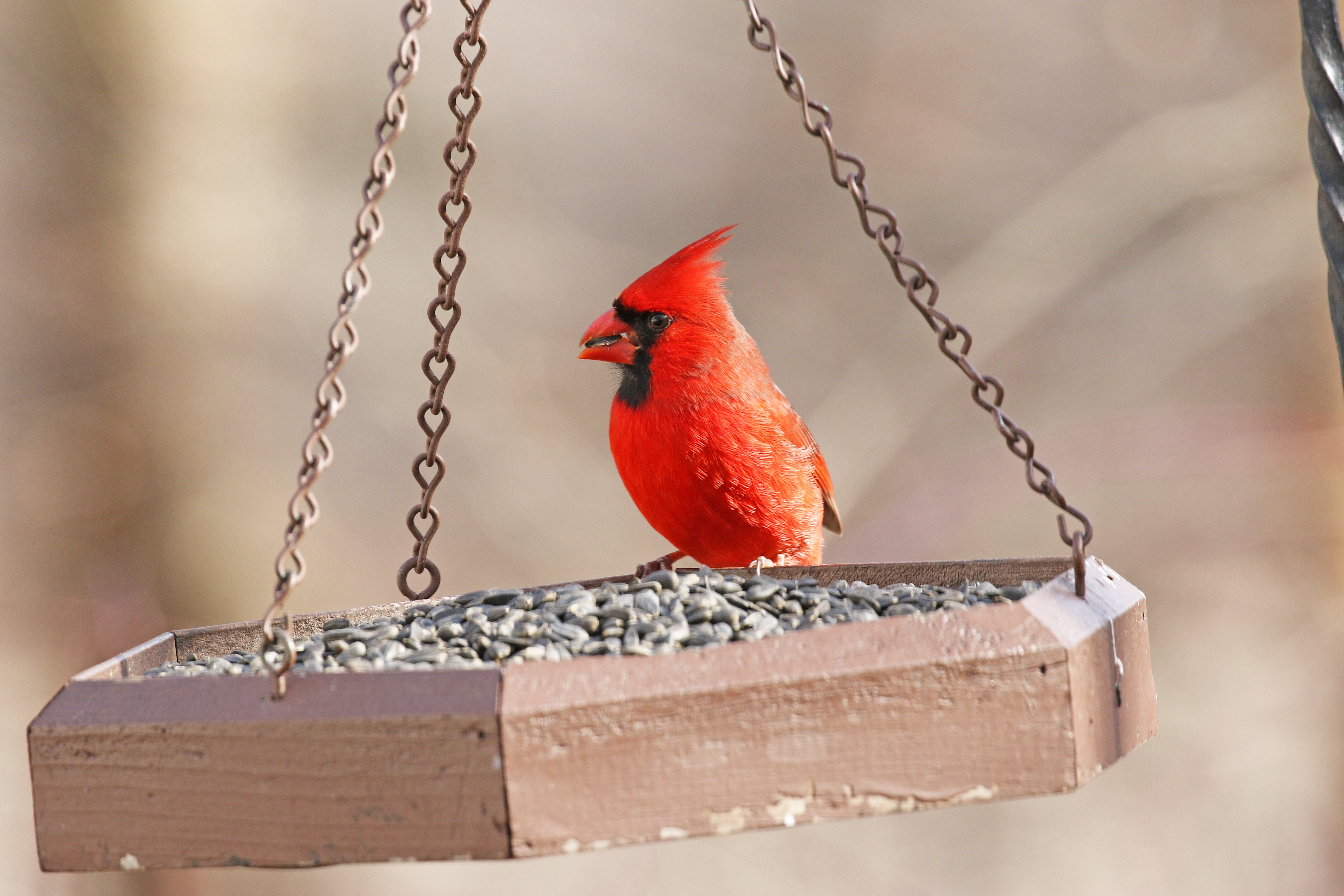 Bird feeder Ohio Cooperative Living